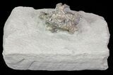 Bargain, Platycrinites Crinoid Fossil - Crawfordsville, Indiana #68490-3